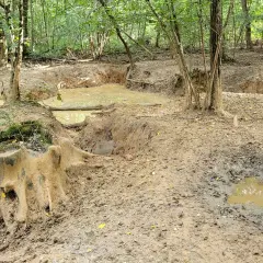Un sentier boueux et des flaques d'eau dans une forêt, rappelant les chemins accidentés du massif des Trois Pignons.