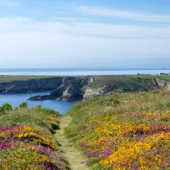 Sentier fleuri menant à la Pointe du Raz, avec falaises et mer bleue.