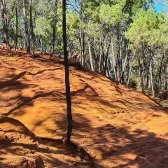 Sentier de randonnée à travers les ocres de Mormoiron, avec des pins et des ombres mouvantes sur le sol rougeoyant.