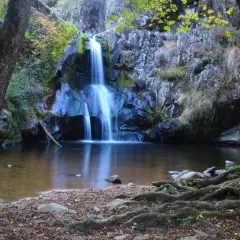 La cascade du Gour Saillant, un spectacle naturel d'eau vive tombant sur des rochers sombres, entourée de verdure et de racines noueuses.