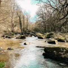Un ruisseau serpente à travers un paysage rocheux, évoquant le chaos du gouet. Les arbres nus bordent la rive, leurs branches s'étendant vers le ciel.