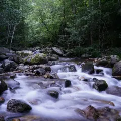 L'eau vive serpente entre les rochers moussus des gorges de la Carança, dans une forêt dense et ombragée.