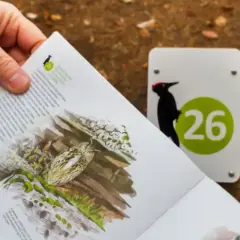 Un livret sur les oiseaux du parc de Loos, avec une illustration et un panneau indiquant le numéro 26 et un pic noir.