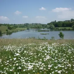 Champ de marguerites au premier plan, avec le lac de Machilly et ses rives verdoyantes en arrière-plan, sous un ciel bleu parsemé de nuages.