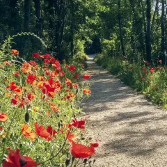 Sentier bordé de coquelicots rouges dans un parc de l'homme, sous le soleil filtrant à travers les arbres.