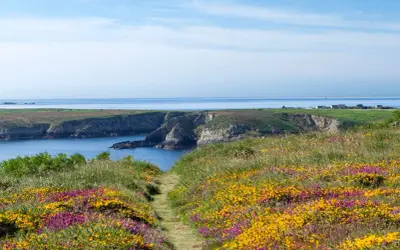 Sentier fleuri menant à la Pointe du Raz, avec falaises et mer bleue.