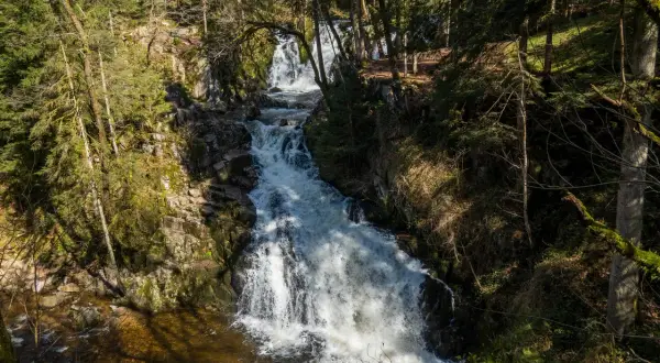 Un torrent dévale une cascade rocheuse, le saut du bouchot, au cœur d'une forêt verdoyante. L'eau blanche et écumeuse contraste avec les rochers sombres et la végétation luxuriante.