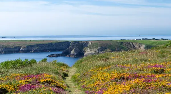 Sentier fleuri menant à la Pointe du Raz, avec falaises et mer bleue.