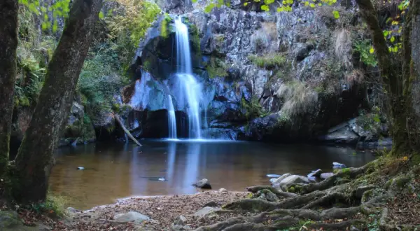 La cascade du Gour Saillant, un spectacle naturel d'eau vive tombant sur des rochers sombres, entourée de verdure et de racines noueuses.
