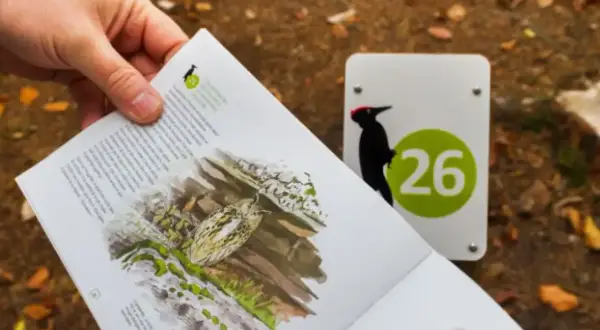 Un livret sur les oiseaux du parc de Loos, avec une illustration et un panneau indiquant le numéro 26 et un pic noir.