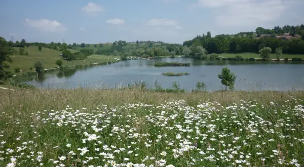 Champ de marguerites au premier plan, avec le lac de Machilly et ses rives verdoyantes en arrière-plan, sous un ciel bleu parsemé de nuages.