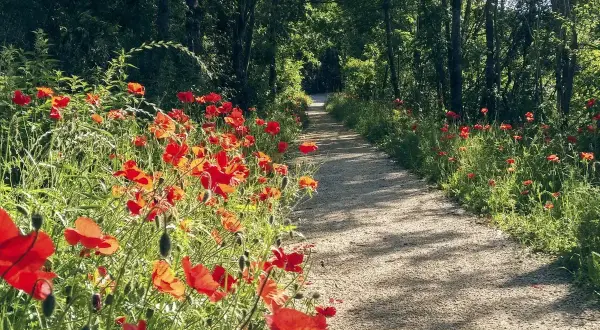 Sentier bordé de coquelicots rouges dans un parc de l'homme, sous le soleil filtrant à travers les arbres.