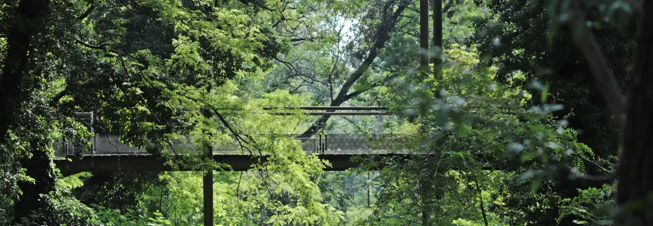 Passerelle enjambant la verdure luxuriante du parc de la Feyssine, offrant une perspective unique sur la canop&eacute;e.