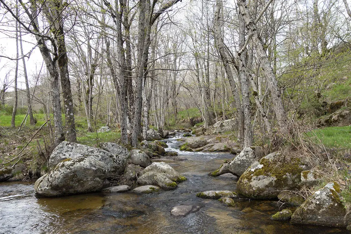 Un ruisseau serpente &agrave; travers une for&ecirc;t aux arbres fins, formant une cascade de runes rocheuses et mousseuses.
