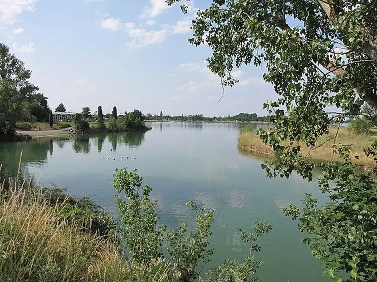 Vue paisible du lac de la Ramée, avec des cygnes nageant doucement. L'eau calme reflète le ciel bleu et les arbres verdoyants.