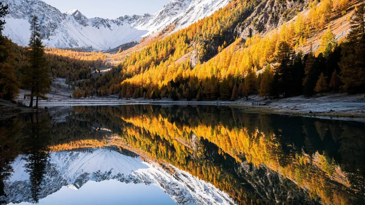 Reflets dor&eacute;s des m&eacute;l&egrave;zes sur le lac de l'Orceyrette, montagnes enneig&eacute;es en arri&egrave;re-plan.