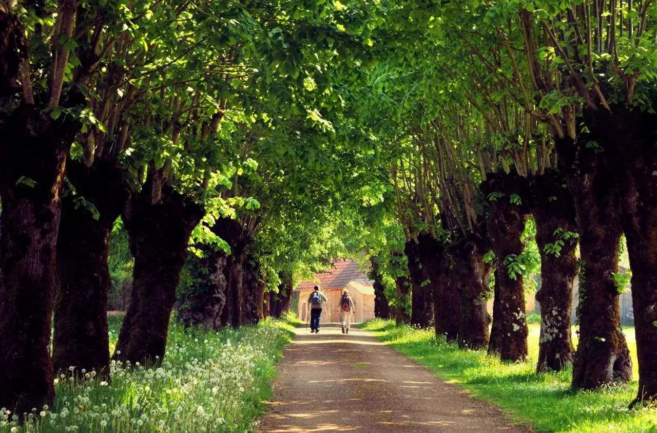 Deux personnes profitent d'une balade en forêt autour d'elles, sur un chemin bordé d'arbres majestueux et de fleurs sauvages.