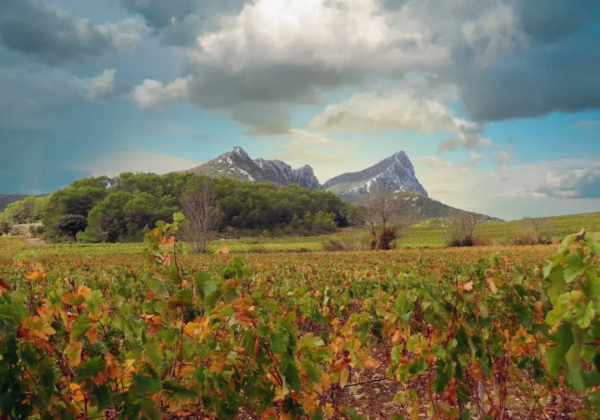 Vignes aux couleurs d'automne sous le pic Saint-Loup, paysage provençal sous un ciel nuageux.