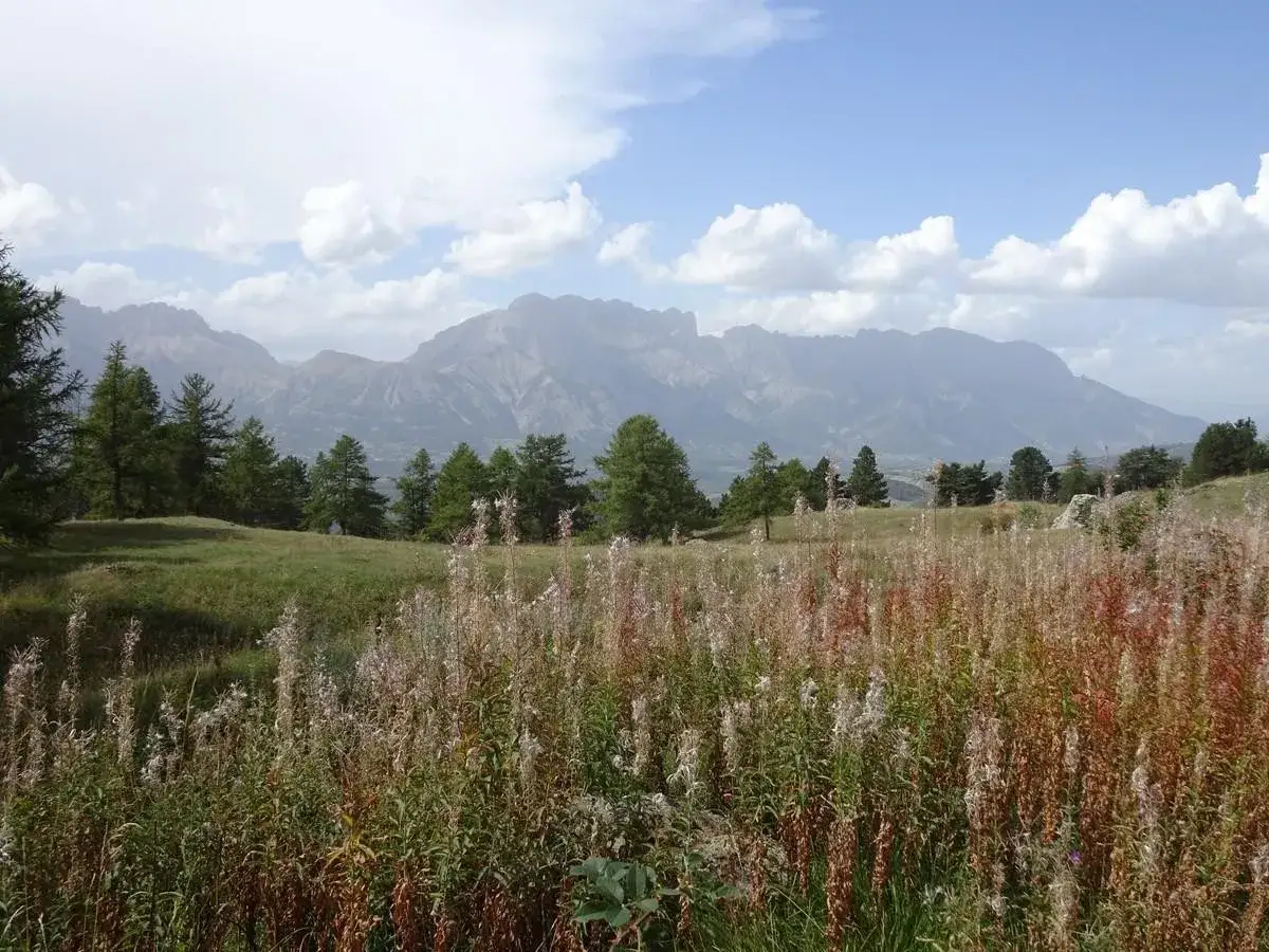 Champ fleuri devant les montagnes, un paysage qui évoque la sérénité du lac de Barbeyroux.