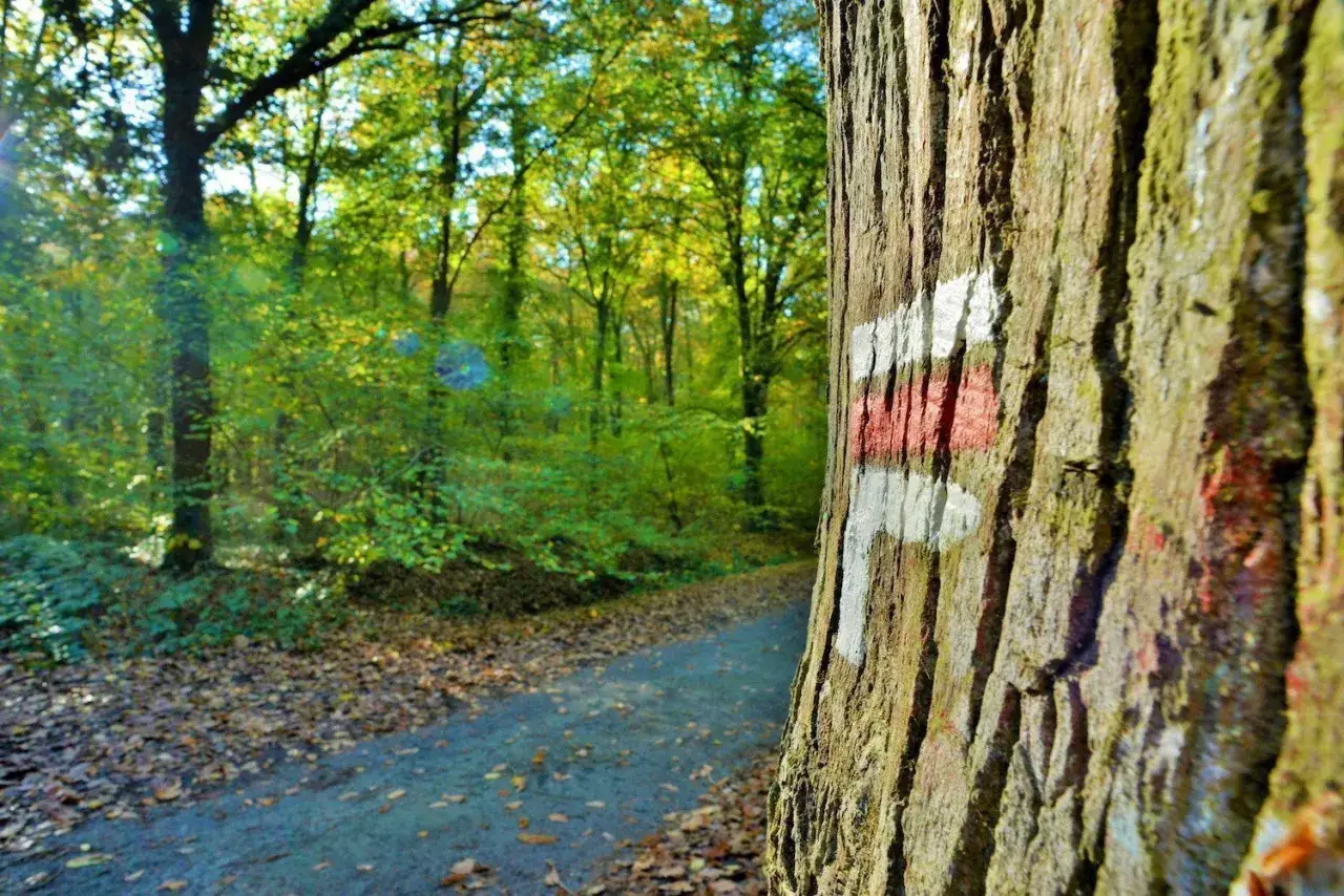 Sentier balis&eacute; en rouge et blanc dans une for&ecirc;t de rennes aux couleurs d'automne. Le chemin serpente entre les arbres.