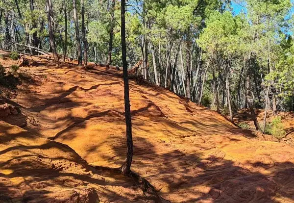 Sentier de randonnée à travers les ocres de Mormoiron, avec des pins et des ombres mouvantes sur le sol rougeoyant.