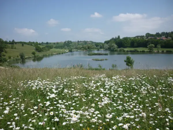 Champ de marguerites au premier plan, avec le lac de Machilly et ses rives verdoyantes en arrière-plan, sous un ciel bleu parsemé de nuages.